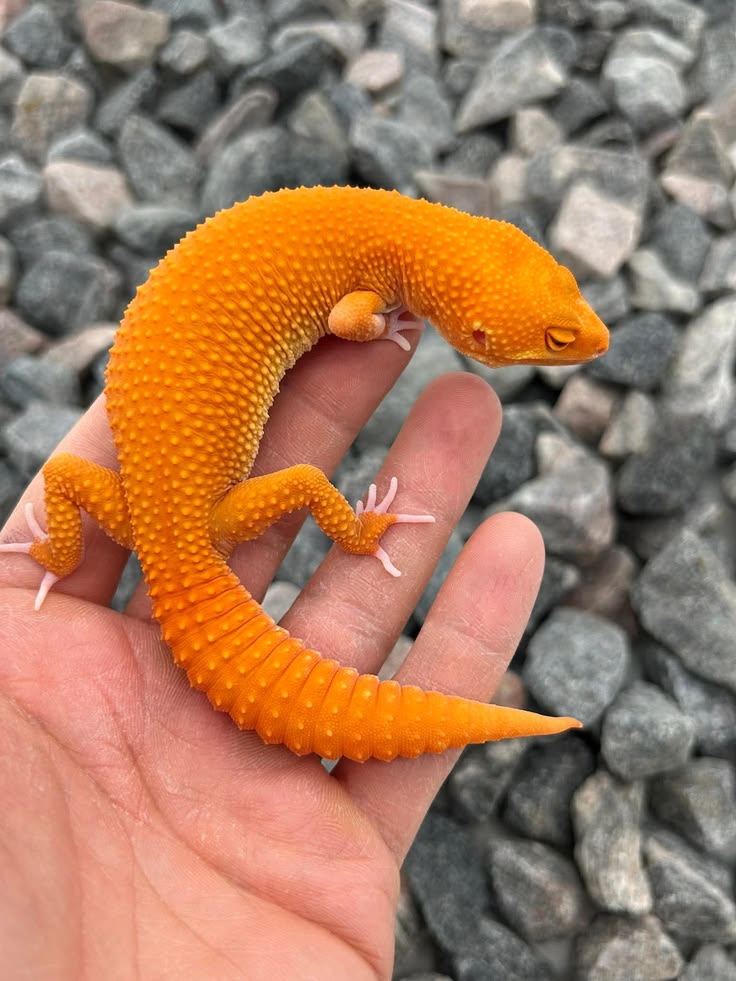 Orange reptile morph
